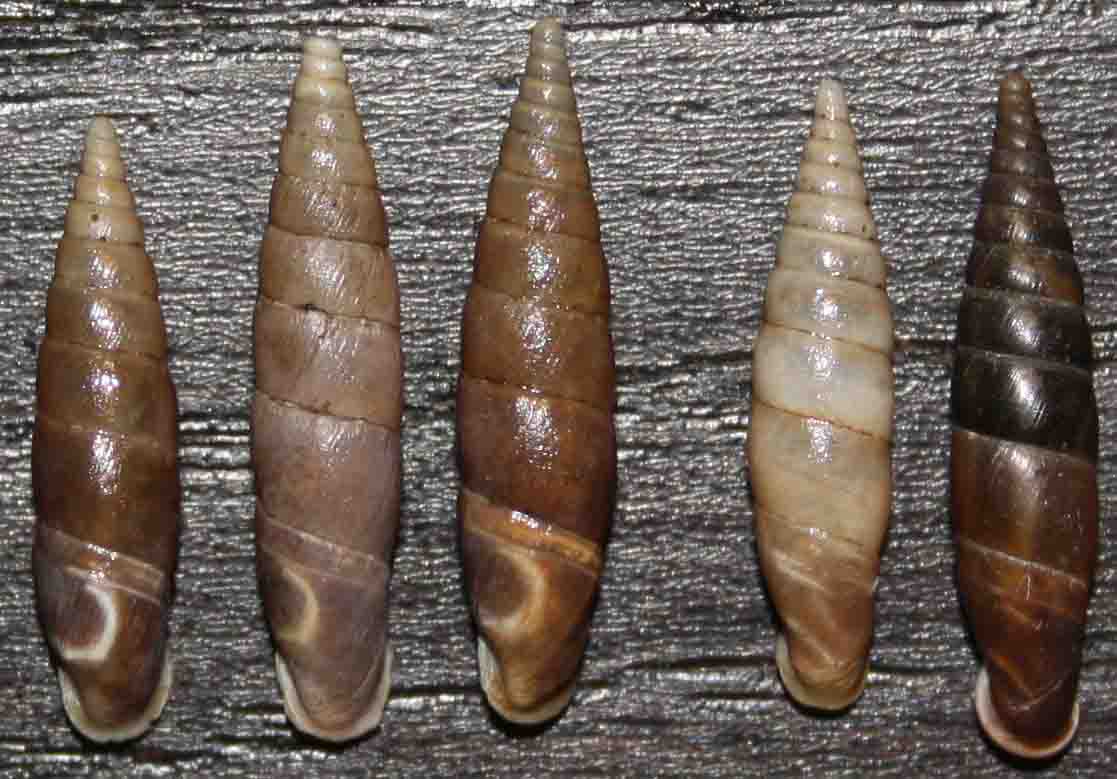 Charpentieria itala punctata e Cochlodina incisa